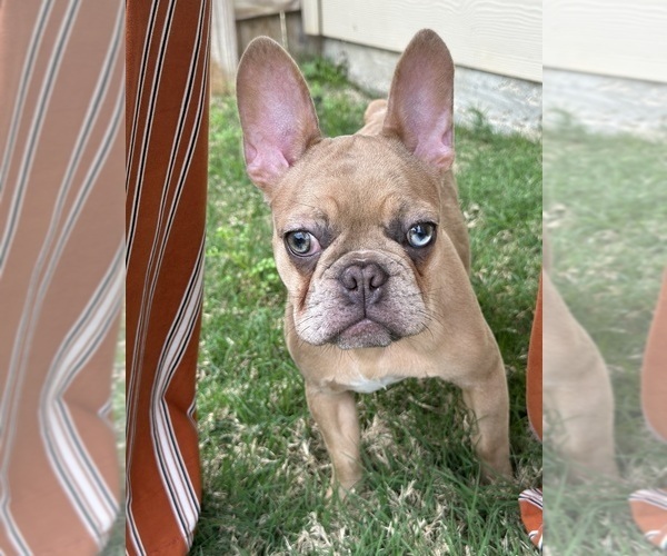 Medium Photo #3 French Bulldog Puppy For Sale in BRYAN, TX, USA
