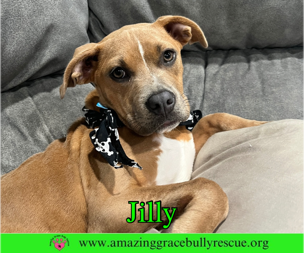 Medium Photo #1 American Pit Bull Terrier-Unknown Mix Puppy For Sale in Pensacola, FL, USA