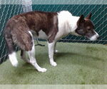 Small Akita