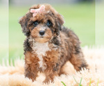Puppy Star UABR Poodle (Miniature)
