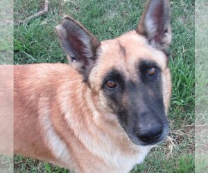German Shepherd Dog-Unknown Mix Dogs for adoption in Rockdale, TX, USA