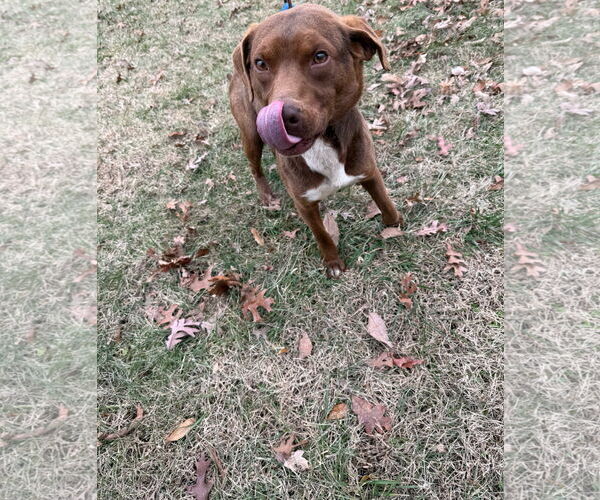 Medium Photo #4 Beagle-Unknown Mix Puppy For Sale in Rustburg, VA, USA