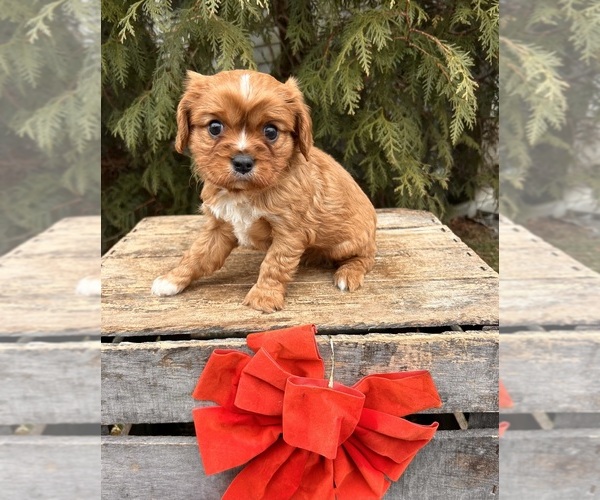 Medium Photo #4 Cavalier King Charles Spaniel Puppy For Sale in MIDDLEBURY, IN, USA