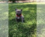 Small Photo #34 French Bulldog Puppy For Sale in WHITTIER, CA, USA