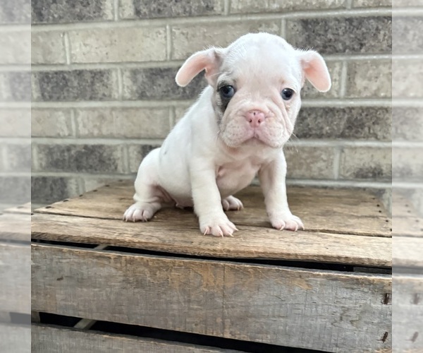 Medium Photo #3 French Bulldog Puppy For Sale in MIDDLEBURY, IN, USA