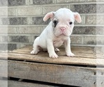 Small #2 French Bulldog