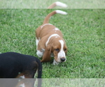 Small Photo #39 Basset Hound Puppy For Sale in MEMPHIS, MO, USA