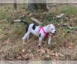 Small Photo #25 American Bulldog Puppy For Sale in WALDORF, MD, USA