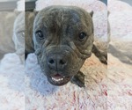 Small #4 Bulldog Mix