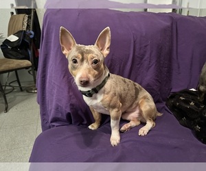 Father of the Rat Terrier puppies born on 08/27/2025