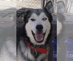 Small #7 Siberian Husky Mix