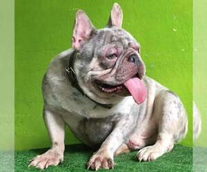 Father of the French Bulldog puppies born on 01/31/2022