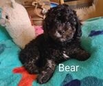 Puppy 4 Cavachon-Poodle (Miniature) Mix