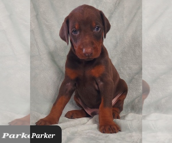 Medium Photo #2 Doberman Pinscher Puppy For Sale in POMEROY, OH, USA