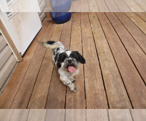 Medium Photo #1 Havashu Puppy For Sale in THAYER, KS, USA