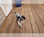 Small Photo #1 Havashu Puppy For Sale in THAYER, KS, USA