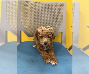 Goldendoodle (Miniature) Puppy for sale in RANDOLPH, MA, USA