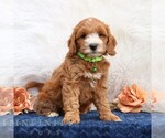 Small #3 Goldendoodle (Miniature)