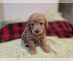 Small #16 Goldendoodle