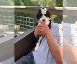 Small Photo #4 Sheepadoodle Puppy For Sale in BUFORD, GA, USA