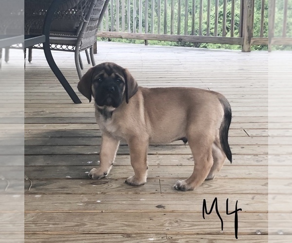Medium Photo #5 Mastiff Puppy For Sale in APOLLO, PA, USA
