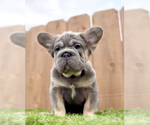 Small #2 French Bulldog