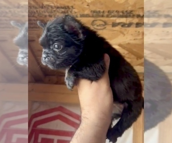 Medium Photo #1 French Bulldog Puppy For Sale in N HOLLYWOOD, CA, USA