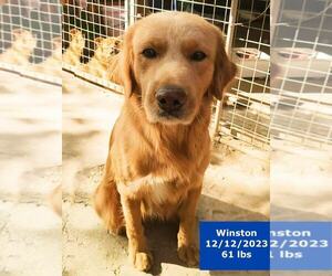 Golden Retriever Dogs for adoption in West Hollywood, CA, USA