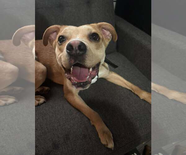 Medium Photo #3 Boxer-Unknown Mix Puppy For Sale in Gibbstown, NJ, USA