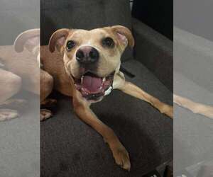 Tank - Male Boxer-Unknown Mix Dog for Adoption - Photo #3