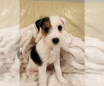 Puppy 3 Parson Russell Terrier