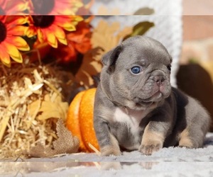 French Bulldog Puppy for sale in HOUSTON, TX, USA