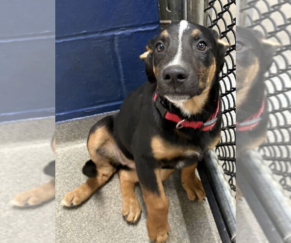 Medium Photo #1 Labrador Retriever-Unknown Mix Puppy For Sale in Sterling, MA, USA