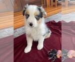 Small Photo #16 Australian Shepherd Puppy For Sale in LEBANON, IN, USA