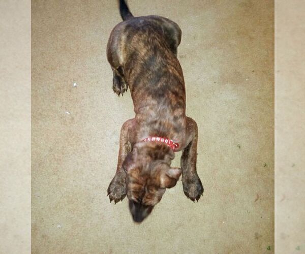 Medium Photo #2 American Pit Bull Terrier-Doberman Pinscher Mix Puppy For Sale in BRIGHTON, MI, USA