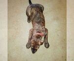 Small Photo #2 American Pit Bull Terrier-Doberman Pinscher Mix Puppy For Sale in BRIGHTON, MI, USA