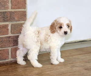Cock-A-Poo Puppy for sale in CLARKRANGE, TN, USA