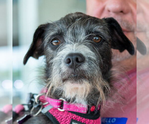 Medium Photo #10 Mutt Puppy For Sale in Mundelein, IL, USA