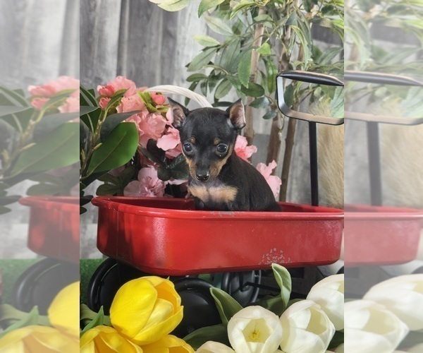 Medium Photo #1 Miniature Pinscher Puppy For Sale in CANOGA, NY, USA