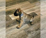 Puppy DARK BLUE Bullmastiff