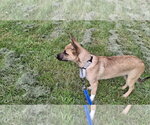 Small Photo #3 Shollie Puppy For Sale in Sebec, ME, USA