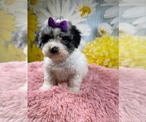 Poodle (Toy) Puppy for Sale in RIPLEY, Mississippi USA