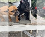 Small #2 American Bully