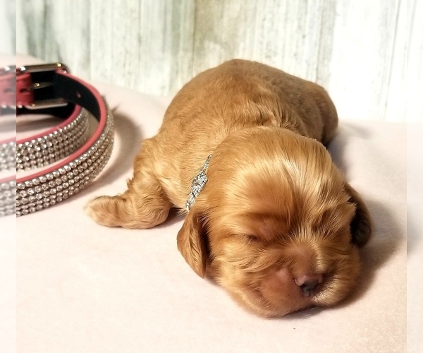 Medium Photo #3 Cocker Spaniel Puppy For Sale in TERRY, MS, USA