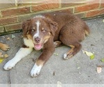 Small Photo #1 Australian Shepherd Puppy For Sale in DOWELLTOWN, TN, USA