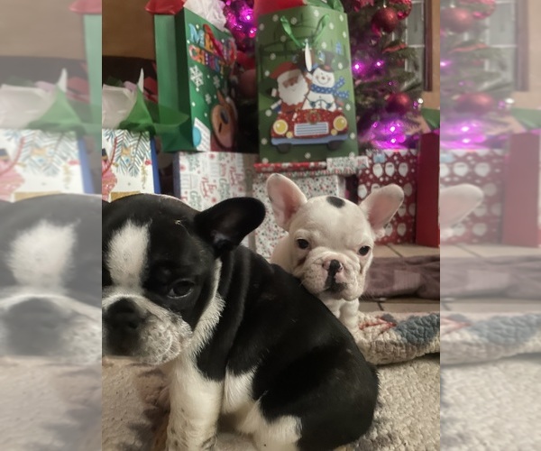 Medium Photo #12 French Bulldog Puppy For Sale in ARLETA, CA, USA