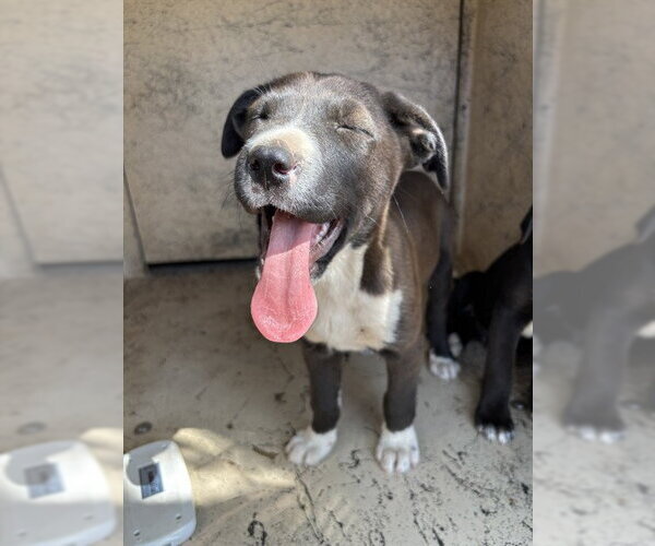 Medium Photo #1 Mutt Puppy For Sale in Oklahoma City, OK, USA