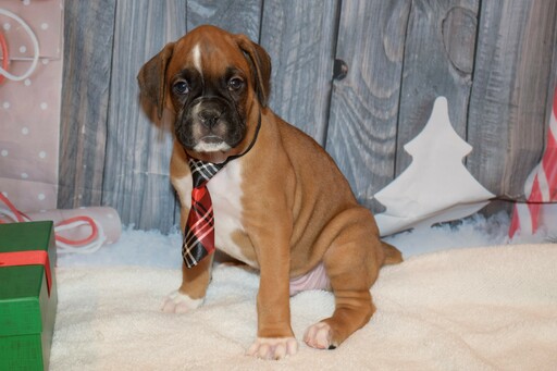 Medium Photo #21 Boxer Puppy For Sale in CHILHOWEE, MO, USA