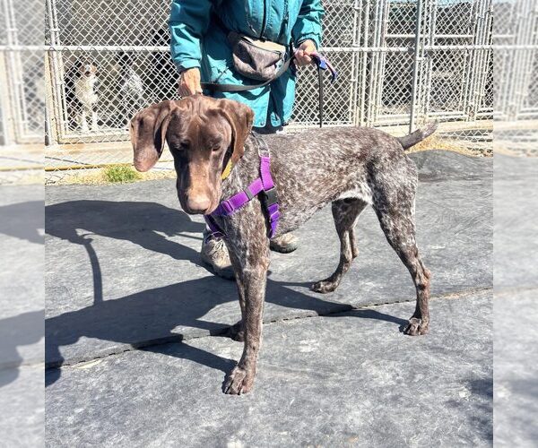 Medium Photo #2 German Shorthaired Pointer Puppy For Sale in Menlo Park, CA, USA