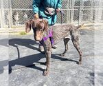 Small #1 German Shorthaired Pointer